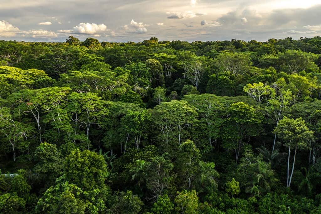 Magus Becomes the First Green Gallery in&nbsp;Europe